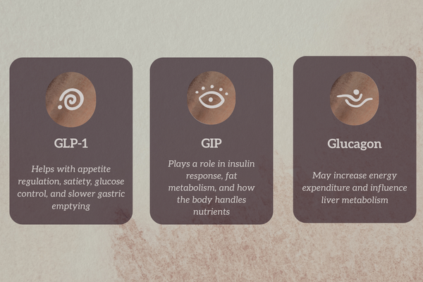 Illustration of GLP-1 GIP and glucagon pathways in metabolic weight loss